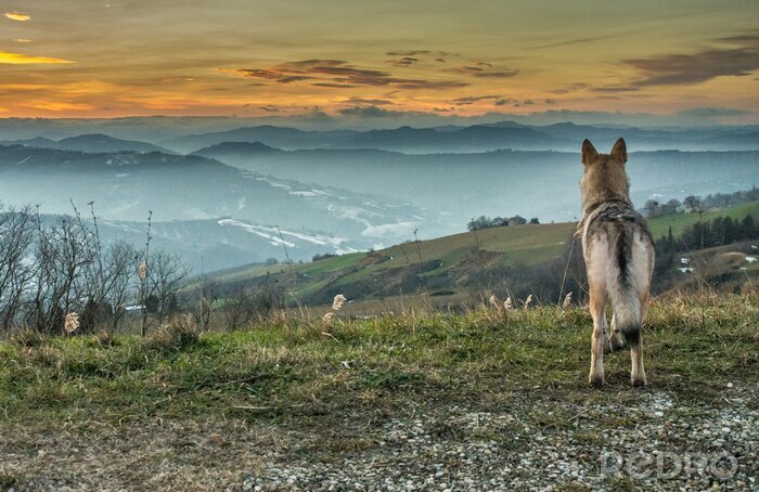 Bild Wolf 3D und Landschaft