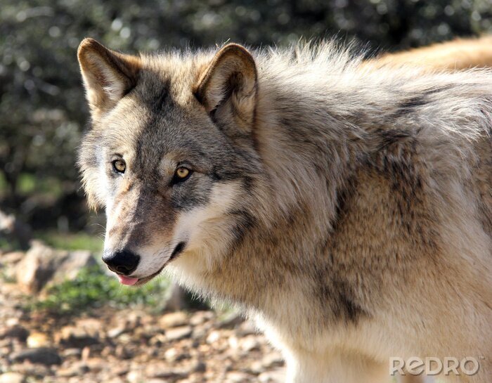 Bild Wolf aus Alaska