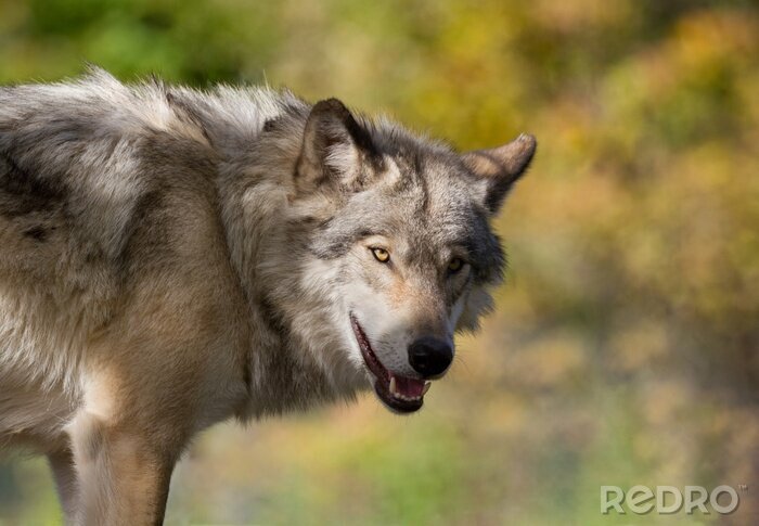 Bild Wolf im Herbst