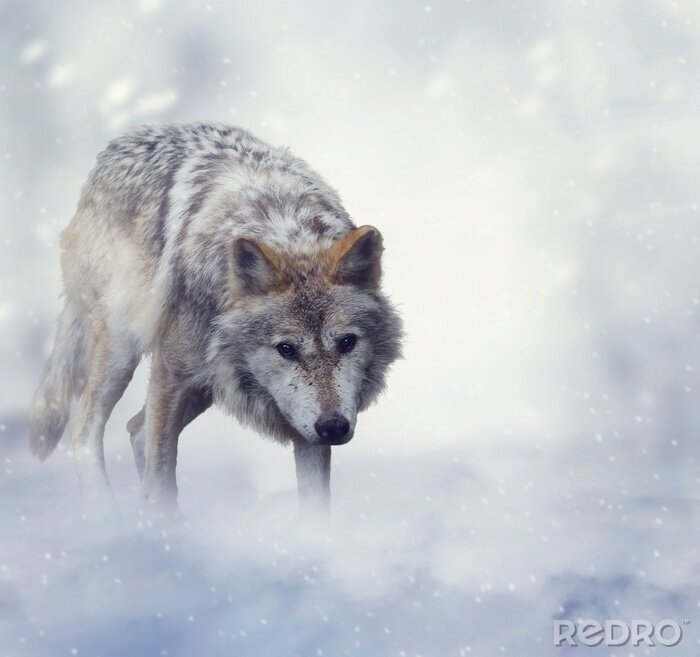 Bild Wolf im Schnee 3D
