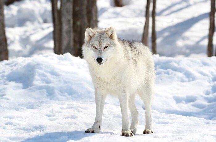 Bild Wolf im Schnee