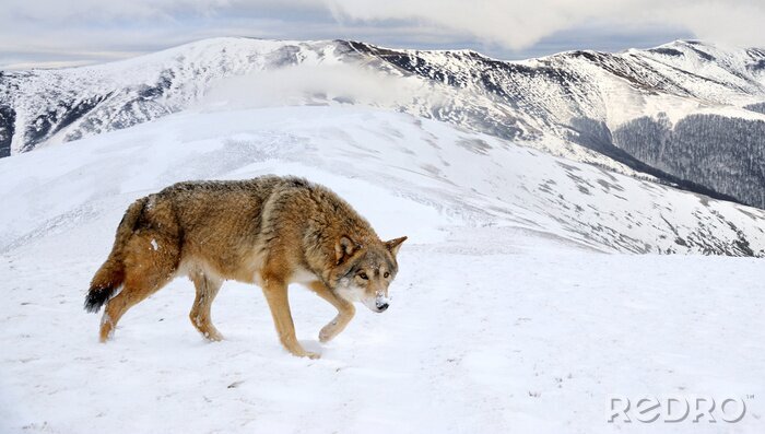Bild Wolf in den winterlichen Bergen