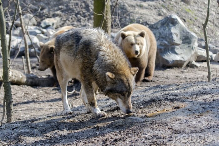 Bild Wolf und Bär