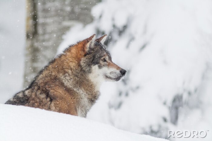 Bild Wolf und Schneefall