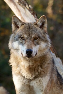 Bild Wolf Wald und Freiheit