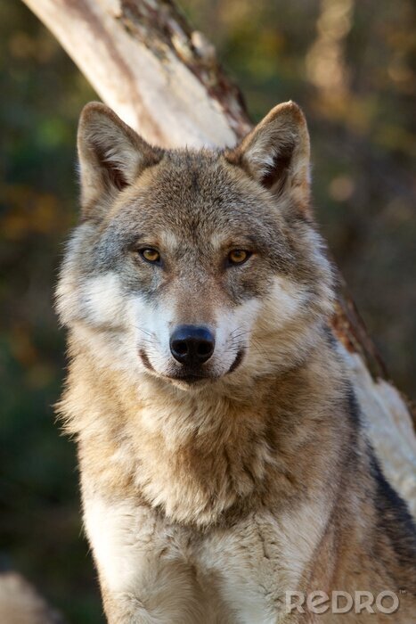Bild Wolf Wald und Freiheit