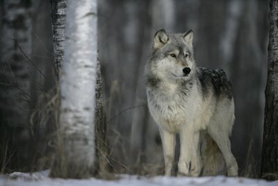 Bild Wolf Winter und Bäume