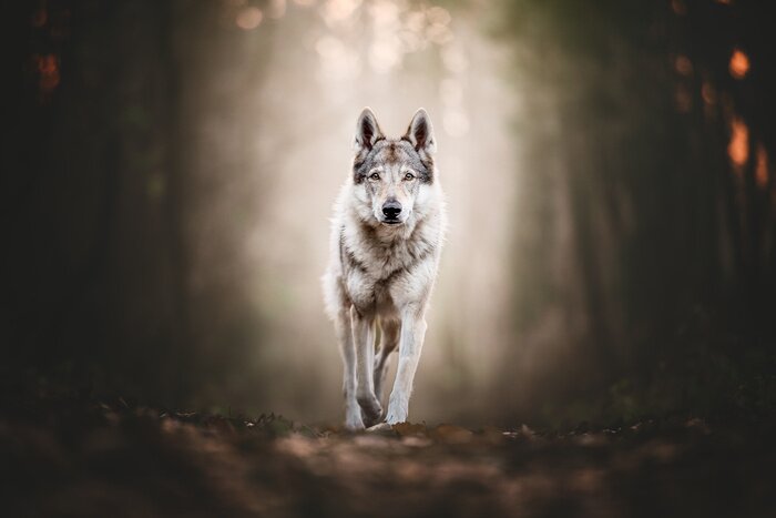 Bild Wolfdog portrait in natural environment in a wood