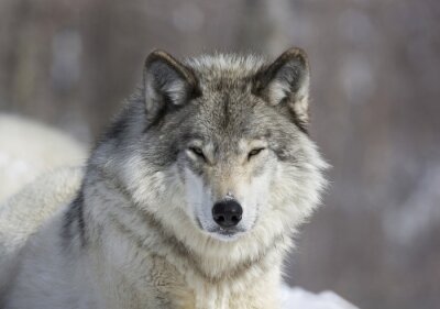 Bild Wolfe im Winter