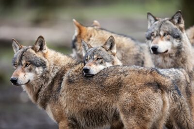 Wolfsfamilie