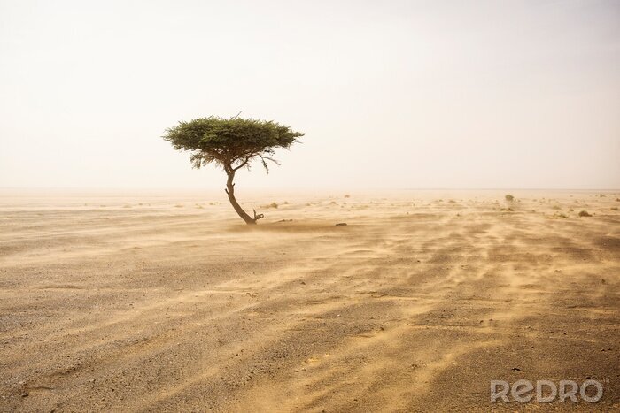 Bild Wüste einsamer Baum