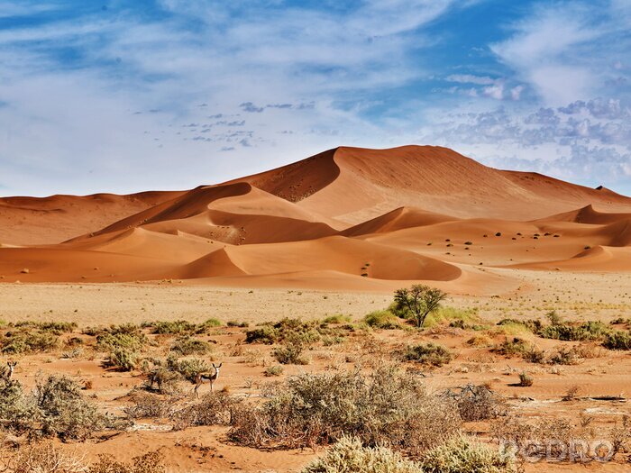 Bild Wüste Namib