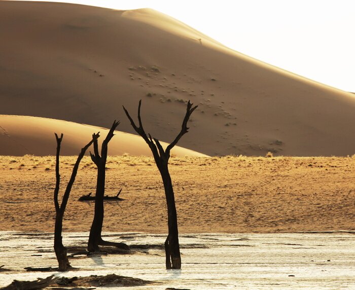 Bild Wüste und Trockenpflanzen