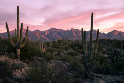 Bild Wüstenlandschaft von Arizona