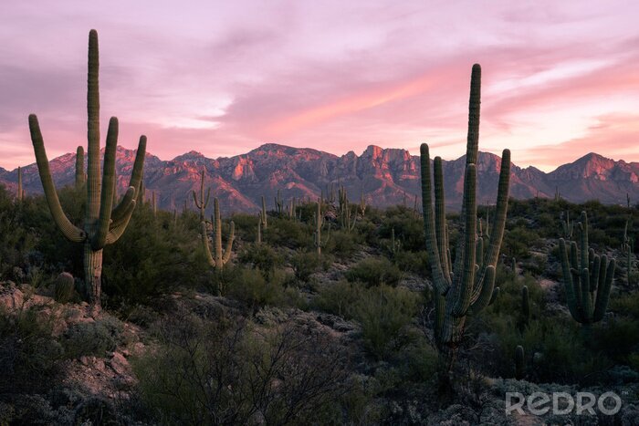 Bild Wüstenlandschaft von Arizona