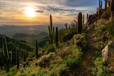 Bild Wüstenvegetation Landschaft bei Sonnenaufgang