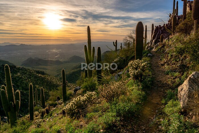 Bild Wüstenvegetation Landschaft bei Sonnenaufgang