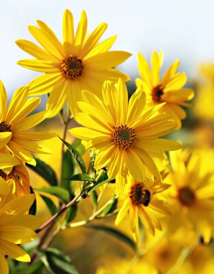 Bild Wunderschöne Sonnenblumen auf der Wiese