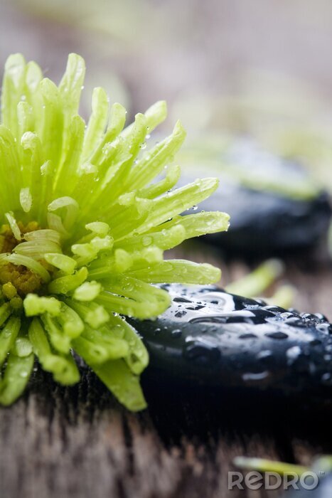 Bild Steine ​​mit Wassertropfen