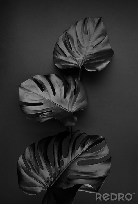 Bild XXL-Muster mit schwarzen Blättern