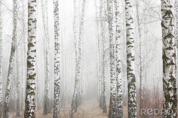 Bild Young birches with black and white birch bark in spring in birch grove against background of other birches in foggy weather 