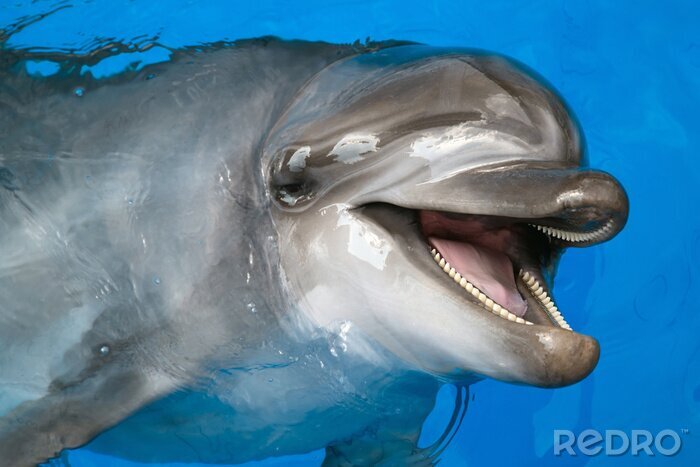 Bild Zähne des Delfins
