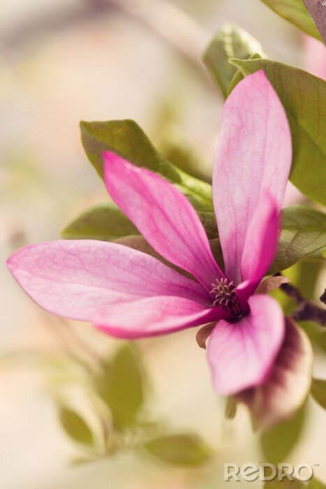 Bild Zarte Blume in Rosatönen
