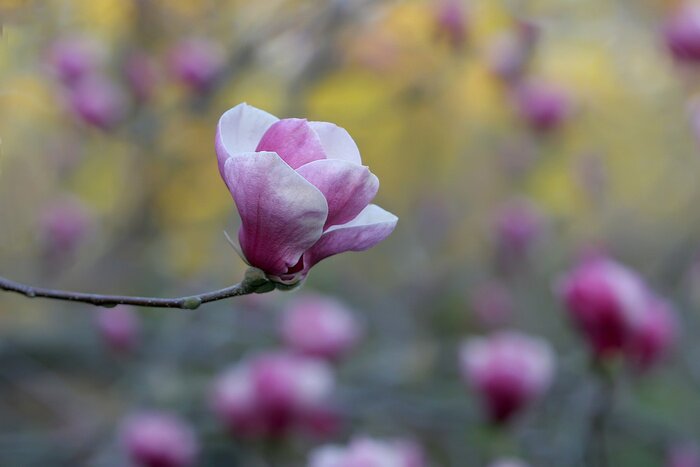 Bild Zarte Magnolie in Rosa