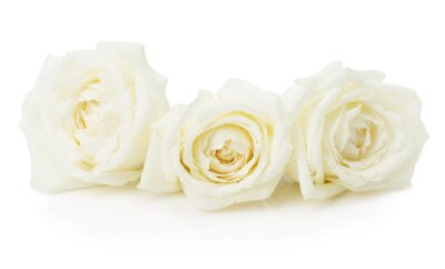Bild Zarte Rosen in Weiß