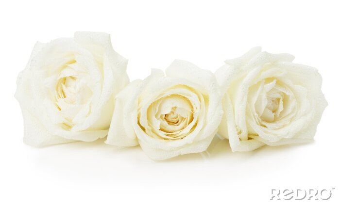Bild Zarte Rosen in Weiß