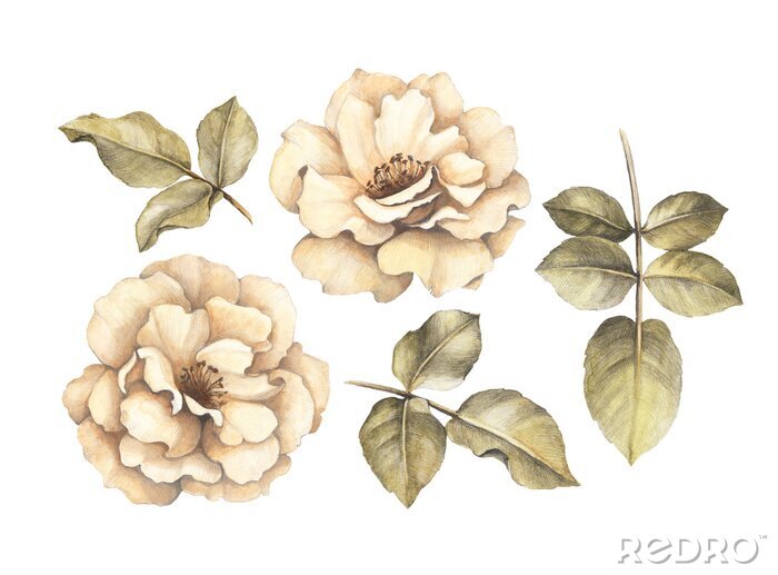 Bild Zarte Rosen mit Blättern