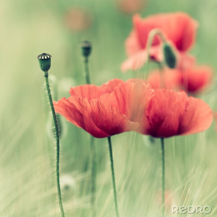 Bild Zarte rote Mohne und Natur