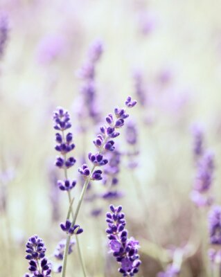 Zarter Lavendel in Nahaufnahme