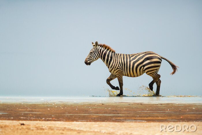 Bild Zebra auf der Landschaft