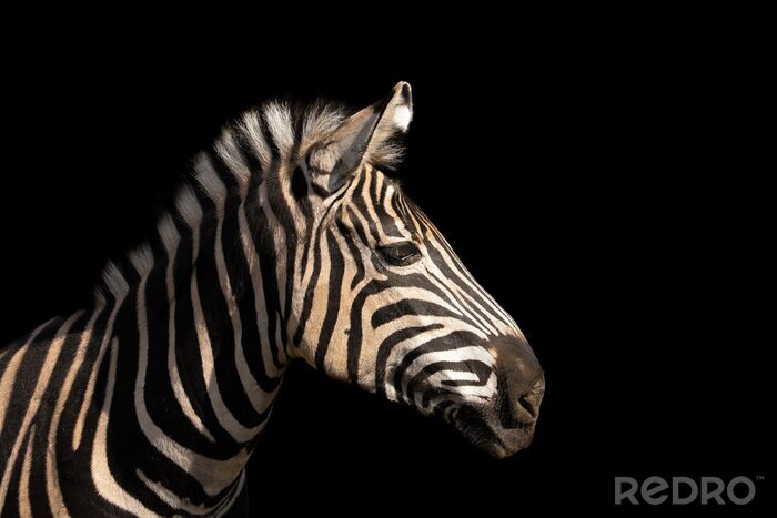 Bild Zebra auf schwarzem Hintergrund