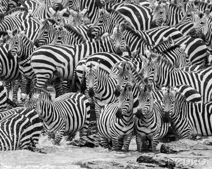 Bild Zebra im dichten Schwarm