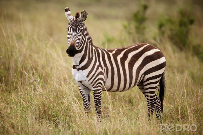 Bild Zebra im hohen Gras