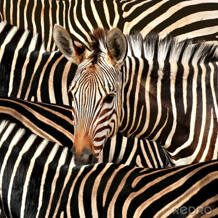 Bild Zebra im Schwarm