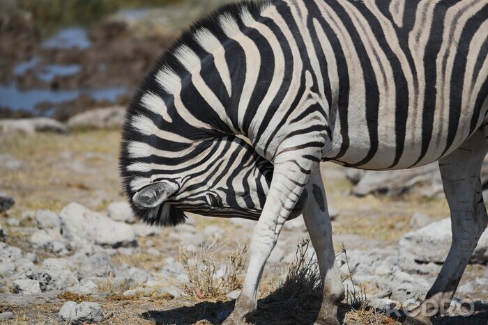 Bild Zebra nickend
