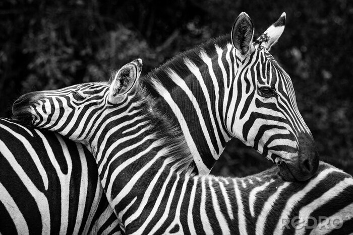 Bild Zebramutter und kleines Zebra