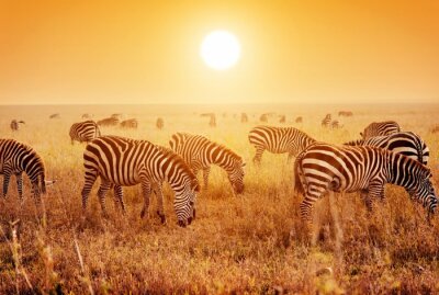 Zebras auf afrikanischer Safari