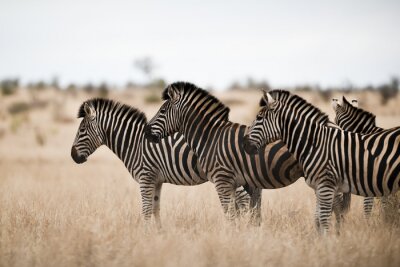 Bild Zebras auf dem Feld