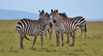 Zebras auf grünem Gras