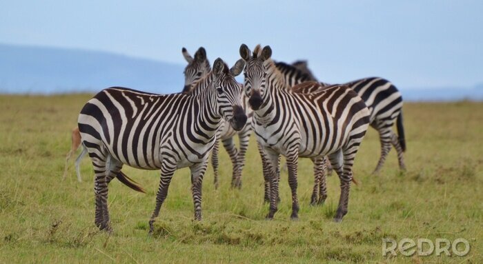 Bild Zebras auf grünem Gras