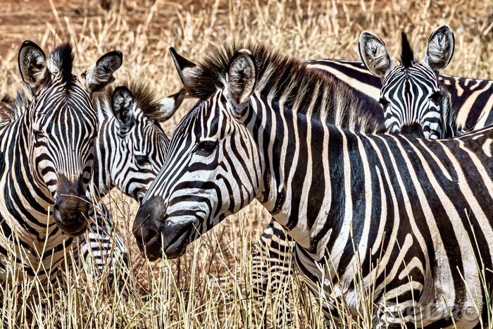Bild Zebras beim Weiden