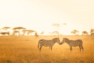 Bild Zebras in der afrikanischen Landschaft