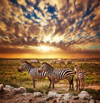 Zebras in der Savanne bei Sonnenuntergang