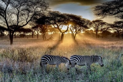 Zebras in der untergehenden Sonne