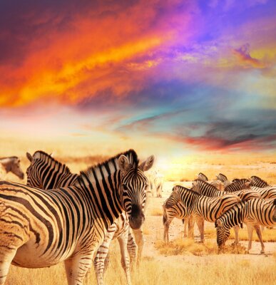 Zebras vor dem Hintergrund eines bunten Himmels