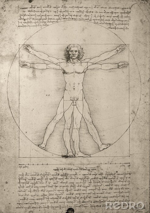 Bild Zeichnung des Malers Leonardo da Vinci